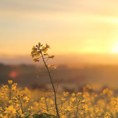 Australian Winter Crop Planting Outlook and Its Impact on Southeast Asian G&O Importers Australian Winter Crop Planting Outlook and Its Impact on Southeast Asian G&O Importers