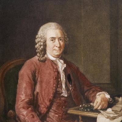 Ordnung in die Natur! Der schwedische Forscher Carl von Linné