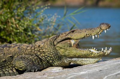 Podcast 309 - Wet Hot Archosaur Summer Begins