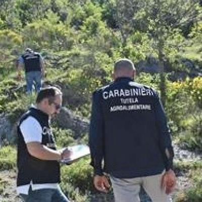 Tavole sicure, i controlli dei Carabinieri contro frodi e falsi