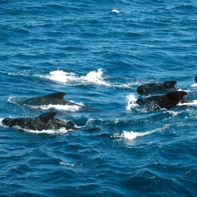 Forschungsreise Meer: Wie Wale kommunizieren