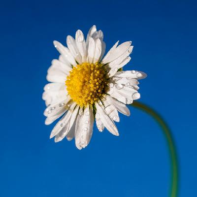 浮生命稿丨清明节「亲人托梦」个案故事合辑