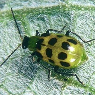 A random bug I found
