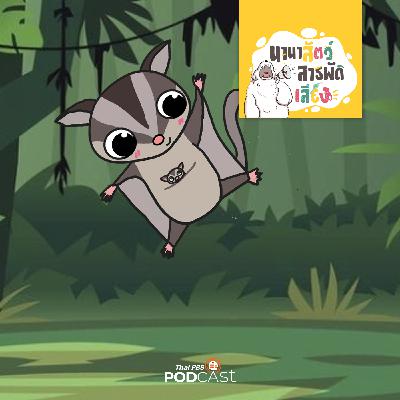 นานาสัตว์สารพัดเสียง EP. 208: ชูการ์ไกลเดอร์ เป็นญาติกับจิงโจ้จริงหรือ?