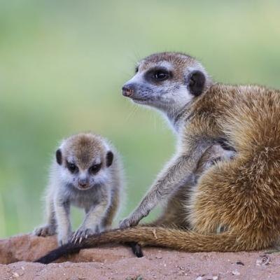 A Mob Of Meerkats