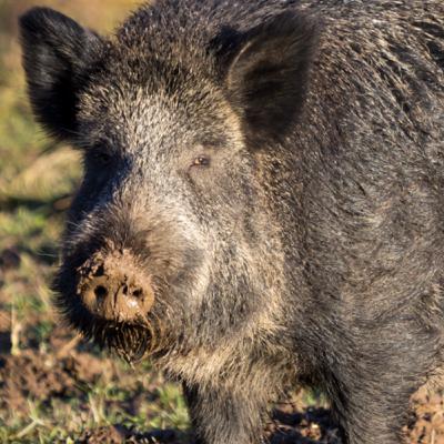 Episode 1 - Villsvinjakt i Sverige. Del 1 Episode 1 - Villsvinjakt i Sverige. Del 1