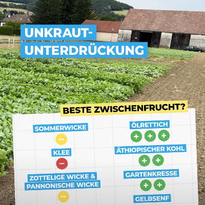 Die Zwischenfrucht mit der besten Unkrautunterdrückung