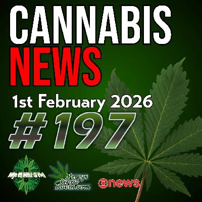 Shocking Mental Health Stats After Legalisation | Cannabis Users Show Less Cognition Decline Than Non Users | Hospital Access Wins for Terminal Patients | Grow Room Explosion Risks | Cannabis News 197