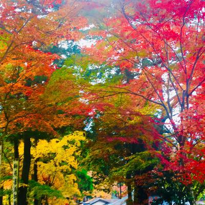 Yoga for the Four Seasons- 4 Free Sequences Yoga for the Four Seasons- 4 Free Sequences