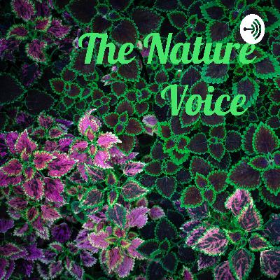 The Nature Voice  (Trailer)