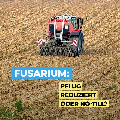 Direktsaat Weizen nach Mais - Probleme mit Fusarien?