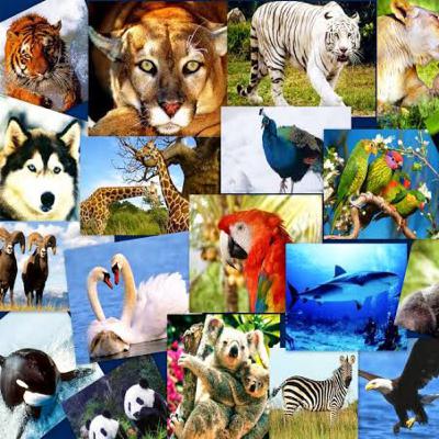 Derechos de los animales PODCAST