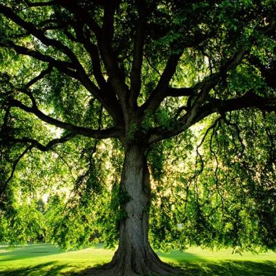 The Tree of Doom