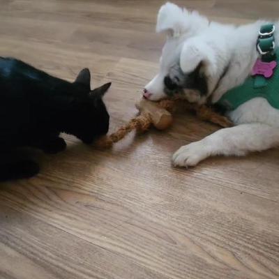 Jenn with Canophera ! What's up with Coffee Woods and other heathy chews?