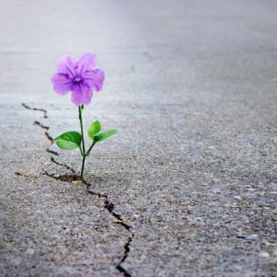 Hope Hope