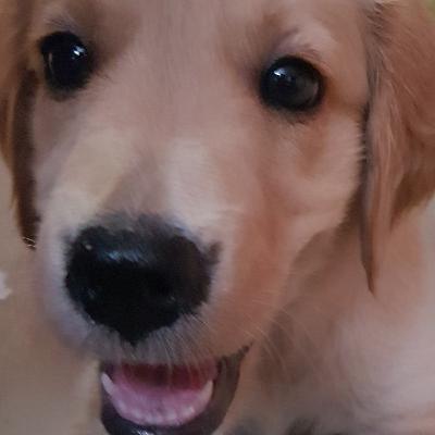 Wonder Pets - Chapter 2 - Naming the Cuties