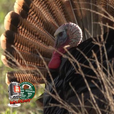 #466 Wild Turkeys In Tennessee: Habitat, Conservation, & the 50th NWTF Convention #466 Wild Turkeys In Tennessee: Habitat, Conservation, & the 50th NWTF Convention