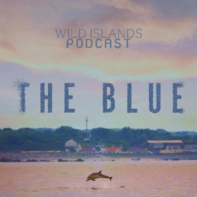 Wild Islands - our film The Blue, a film exploring marine-life across the Channel Islands