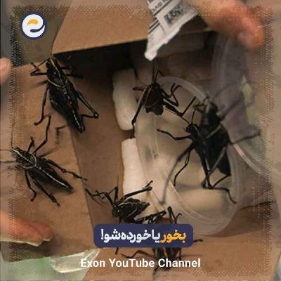 جنایت‌های عجیب و باورنکردنی حشرات در نبردهای وحشیانه طبیعت که واقعاً اتفاق می‌افتند❗