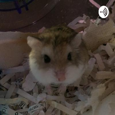 The hamster care podcast and pamper your pets!