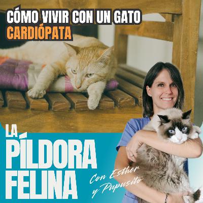 572. Cómo vivir con un gato CARDIÓPATA 572. Cómo vivir con un gato CARDIÓPATA