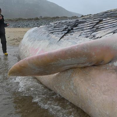 Body of large whale washes up on West Cork coastline
