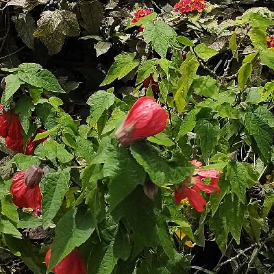 Flora de Puebla. Flora de Puebla.