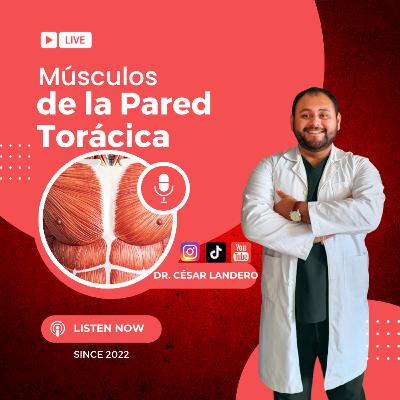 EP13T2 Músculos de la Pared Torácica