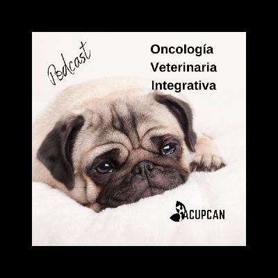 CÁNCER EN ANIMALES, OTRA MIRADA EN CONSULTA VETERINARIA INTEGRATIVA