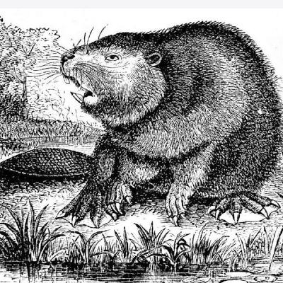 S8 Ep907: SCHEDULE JOHN BATCHELOR SHOW, 5-20-26. 1874 BEAVER