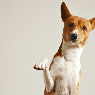 'Ranking Caramelo' mostra em quais bairros de São Paulo os cachorros vivem melhor; saiba mais 'Ranking Caramelo' mostra em quais bairros de São Paulo os cachorros vivem melhor; saiba mais