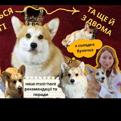 ЯК ЖИВЕТЬСЯ З КОРГІ? ТА ЩЕ Й З ДВОМА!
