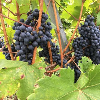 Wein in Altbayern - Eine fast verschwundene Tradition