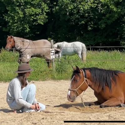 Programme - 4 étapes pour apprendre le coucher à son cheval