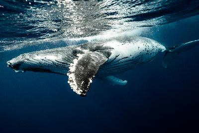 La ballena franca austral en la Península Valdés: guía de avistamiento y rutas