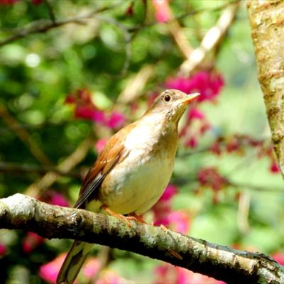 09　台湾の山歩きとハイキング