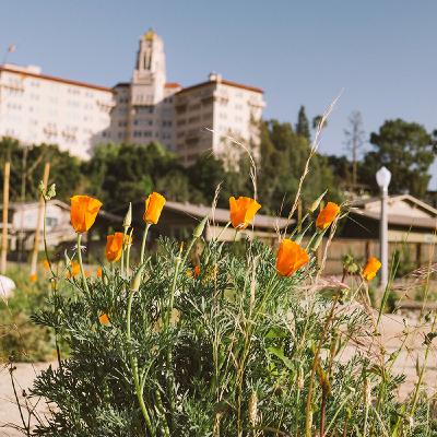 Native Plants Next Door Native Plants Next Door