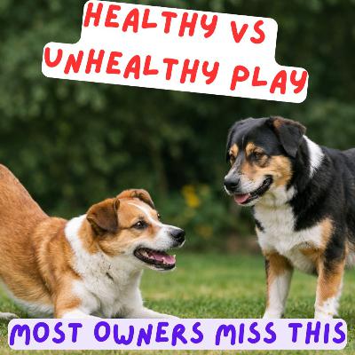 Episode #2.52 - Dog Play Explained: What’s Healthy, What’s Not & When to Step In