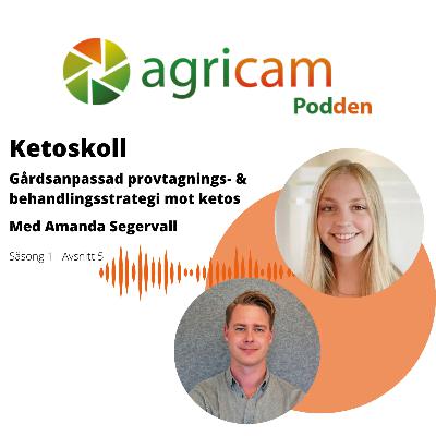 Agricampodden - Ketoskoll