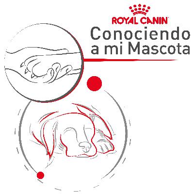 Mascotas de la tercera edad