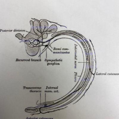 Basic anatomy of Intercostal nerve - FRCA