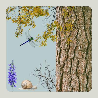 Pensando fuera de la caja en medio del bosque Pensando fuera de la caja en medio del bosque