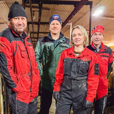 Reine okser – bedre økonomi og dyrevelferd