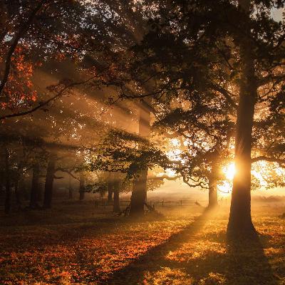 The Glow of Dawn - Effervescent Harp