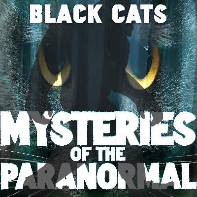 Superstition of Black Cats Superstition of Black Cats