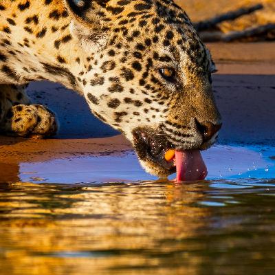 Episode 65 Episode 65