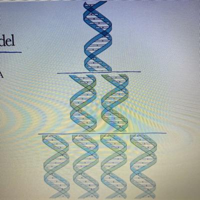 IB 2.6 DNA structure and replication