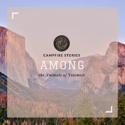 Campfire Stories - "Among the Animals of Yosemite"
