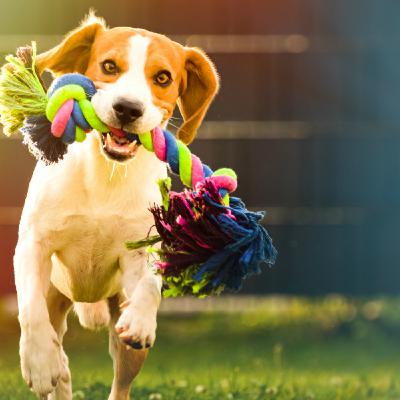 Podcast 3: Capire il linguaggio del cane