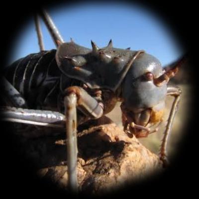 ORTHOPTERA: Diagnósis y mecanismos de defensa